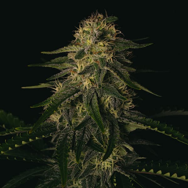 Melon Gum Seed > Pure Instinto | Feminized Cannabis   |  Indica